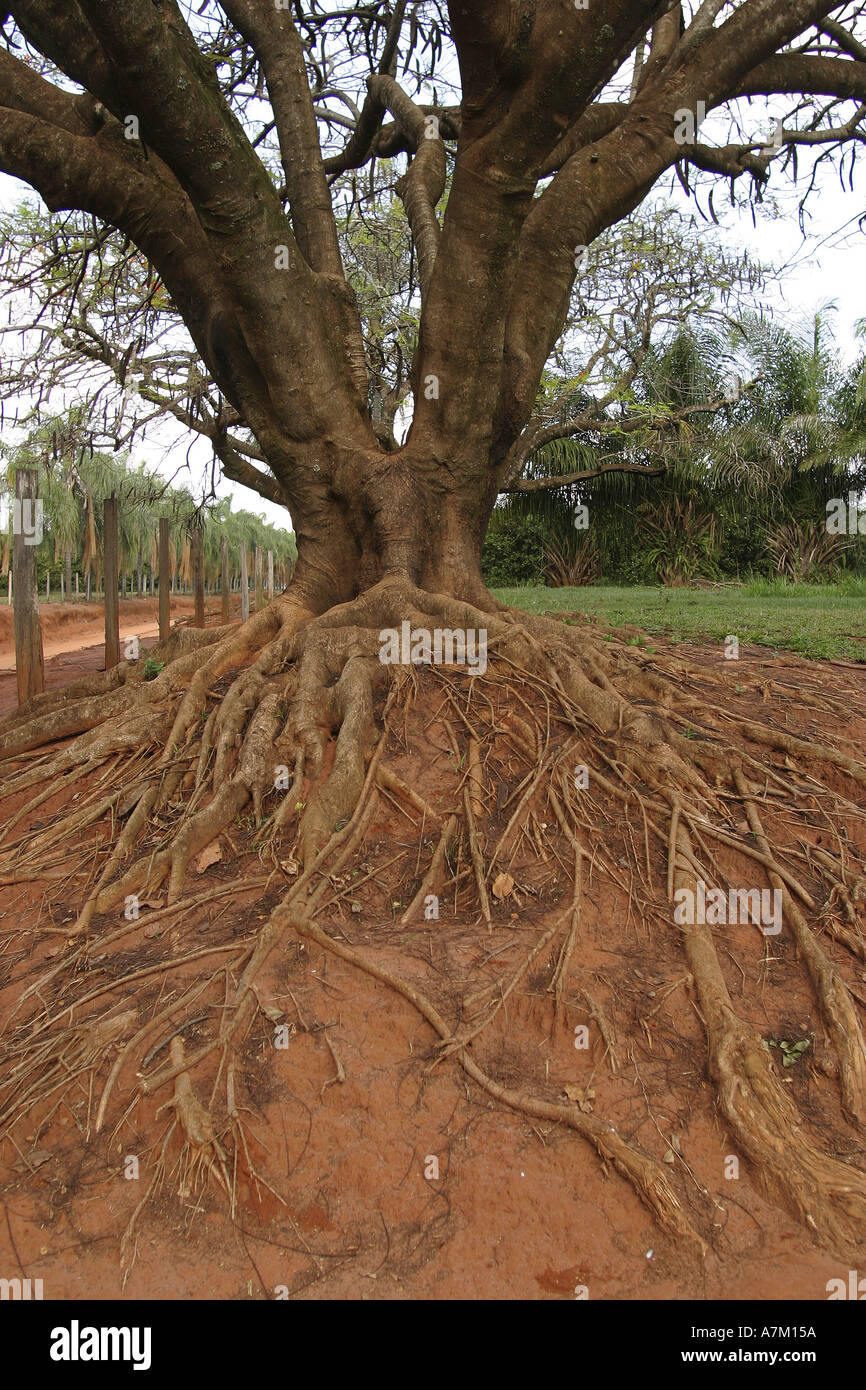 Tendrils Roots Branching tendrils hi-res stock photography and images - Alamy