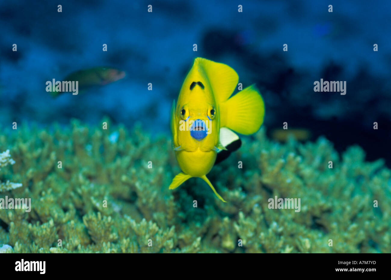 Three spot angelfish Apolemichthys trimaculatus Indonesia Indopacific Stock Photo