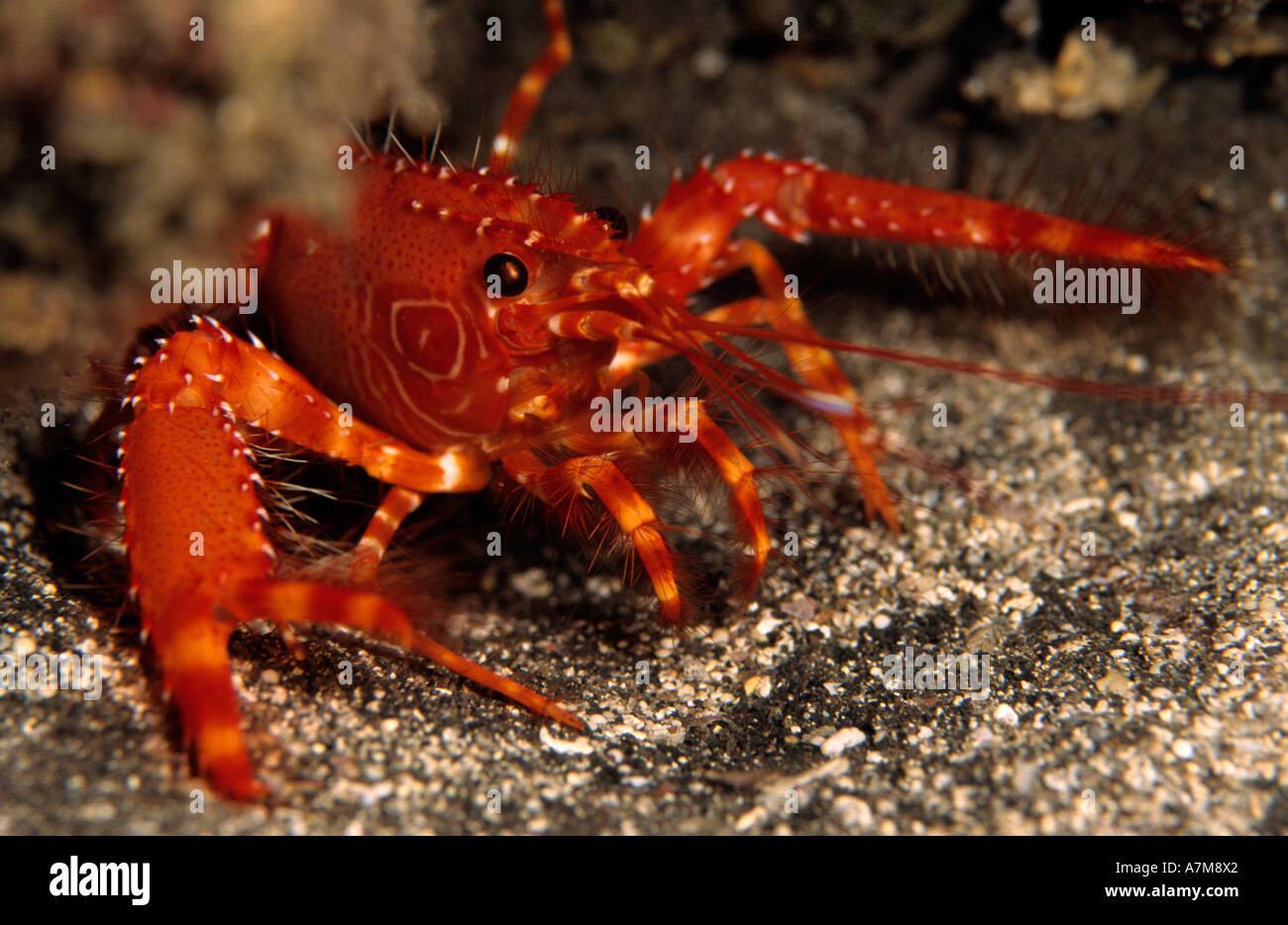 Bullseye Reef Lobster Enoplometopus antillensis Canary Islands Spain Atlantic Stock Photo
