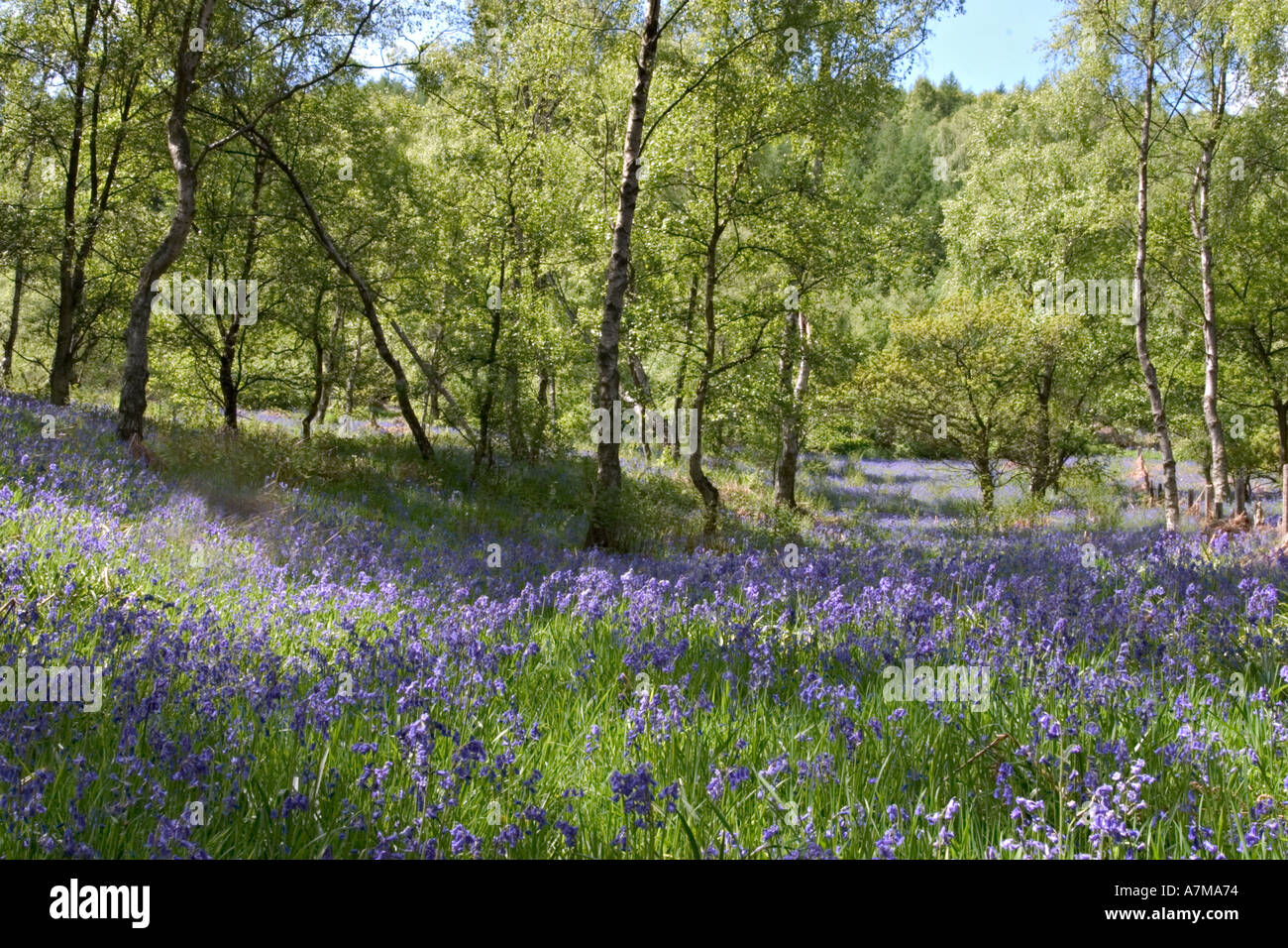 North york moors national park wood hi-res stock photography and images ...