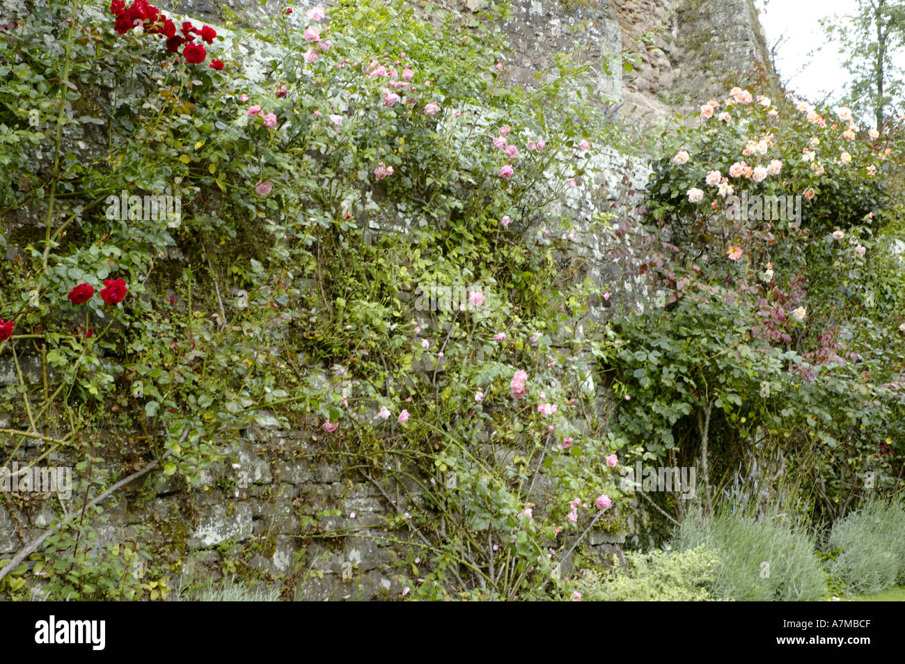 Old english roses hi-res stock photography and images - Alamy