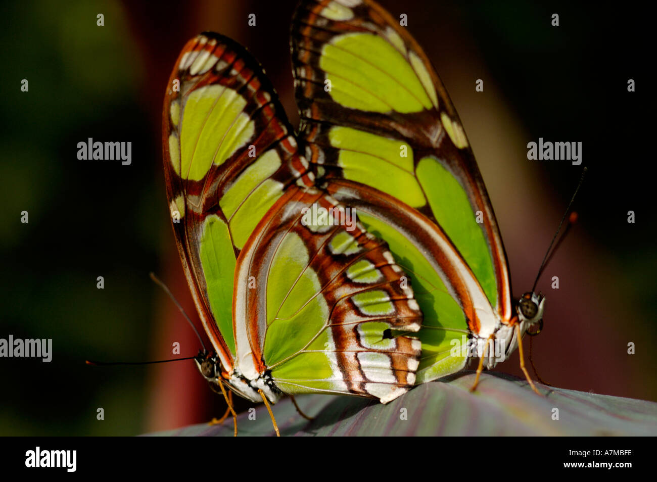Mating lime green Bamboo Page butterflies Philaethria dido Longwing