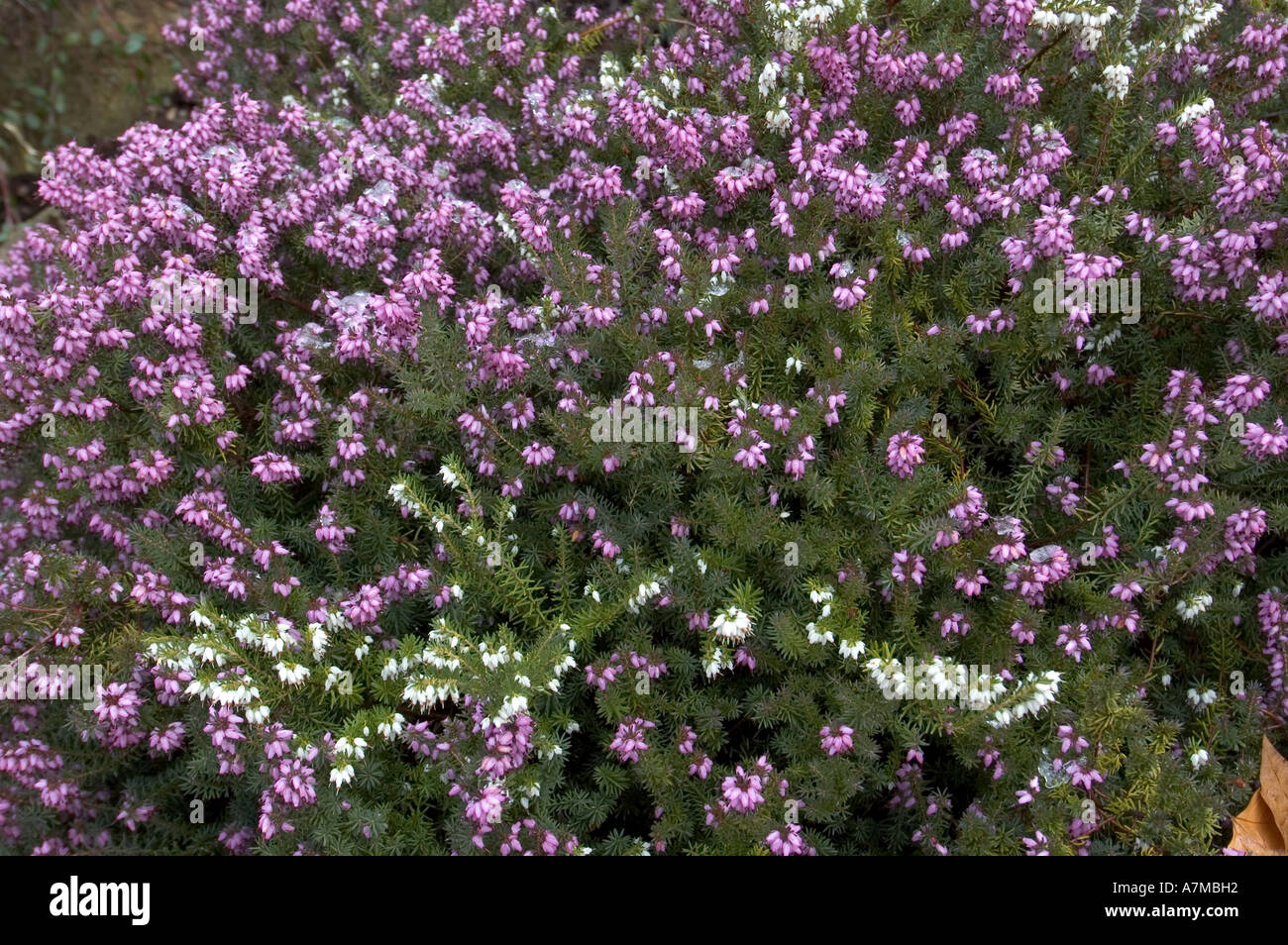 Madrid Spain Europe royal botanic garden heat erica Darlenynsis Stock ...