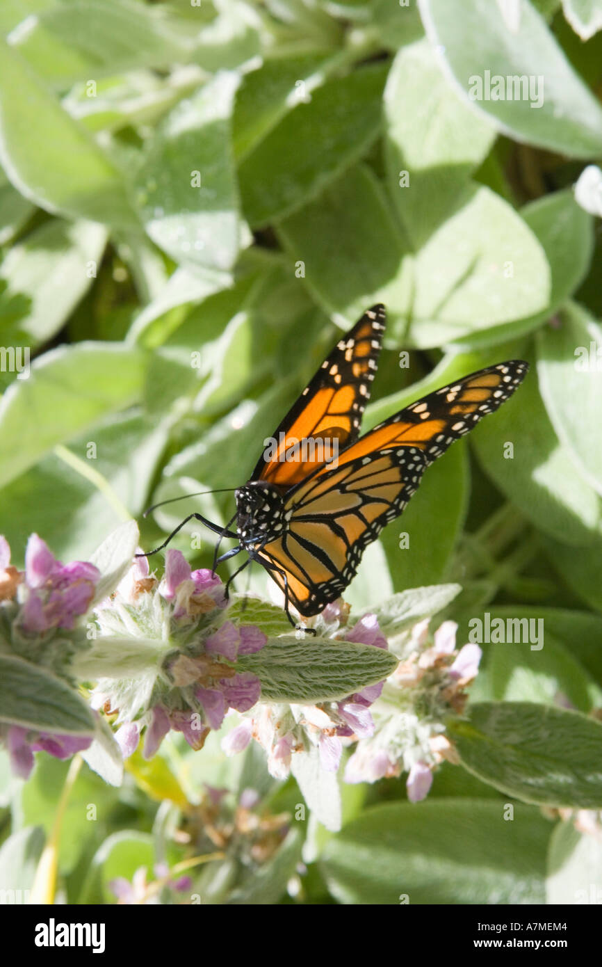 Monarch butterfly Danaus plexippus on plant Stock Photo - Alamy