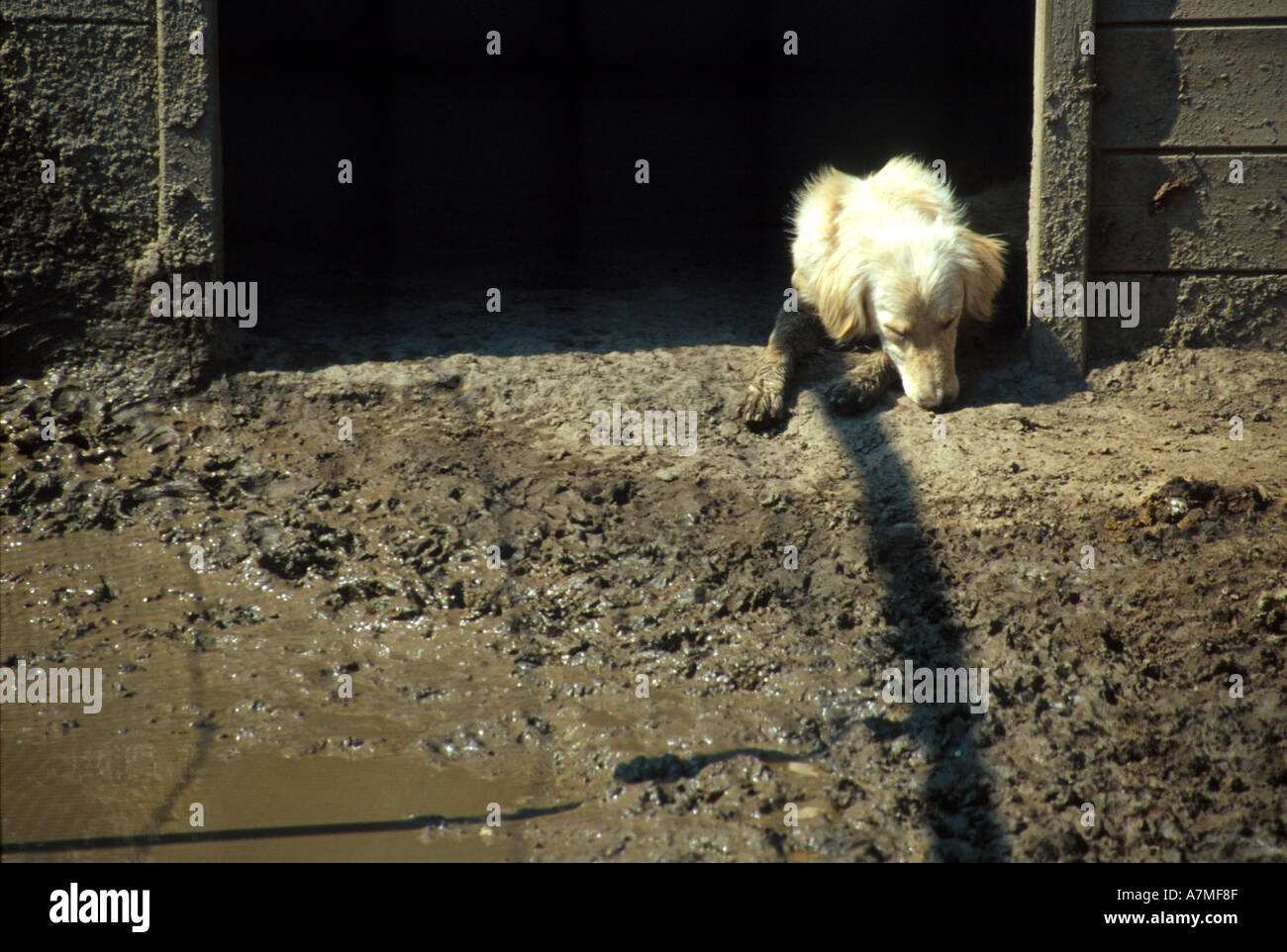 lonely dog in muddy kennel Stock Photo Alamy