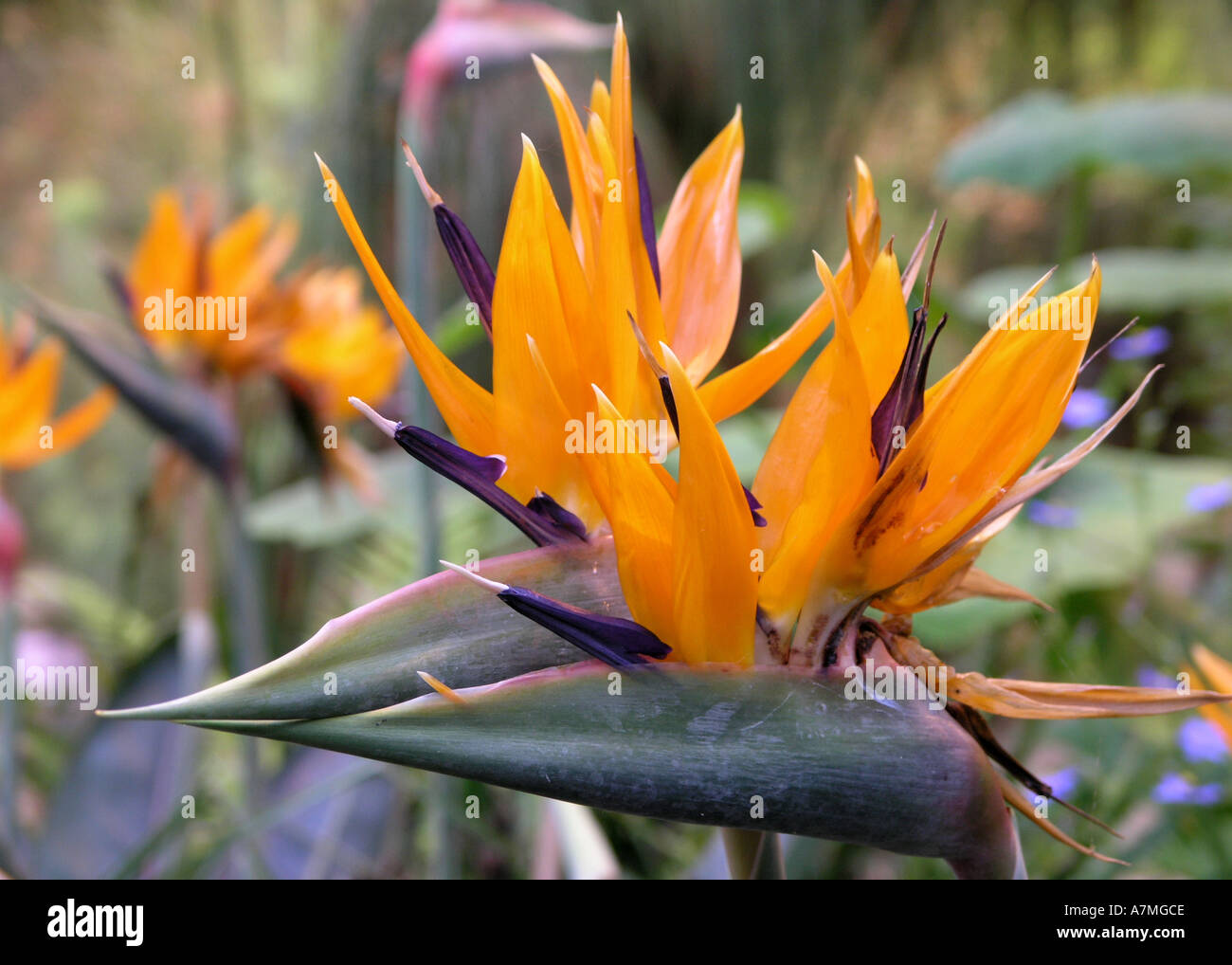Tall flower stems hi-res stock photography and images - Alamy