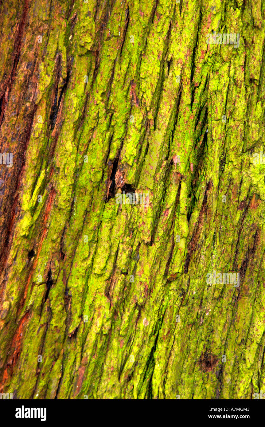 Tree Textures Stock Photo