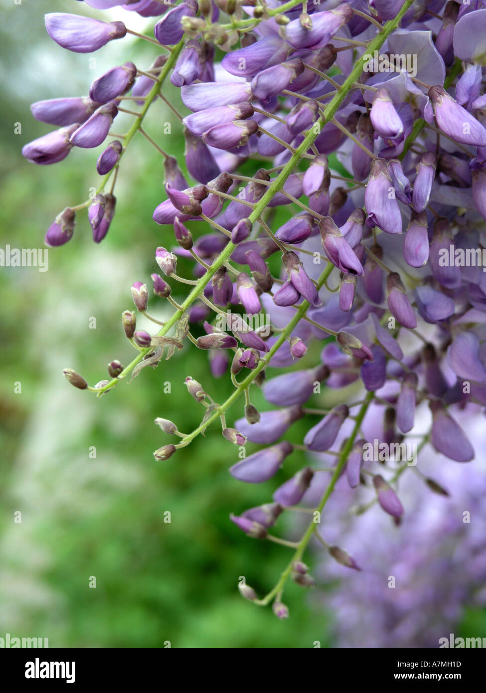 Delicate wisteria blooms hi-res stock photography and images - Alamy