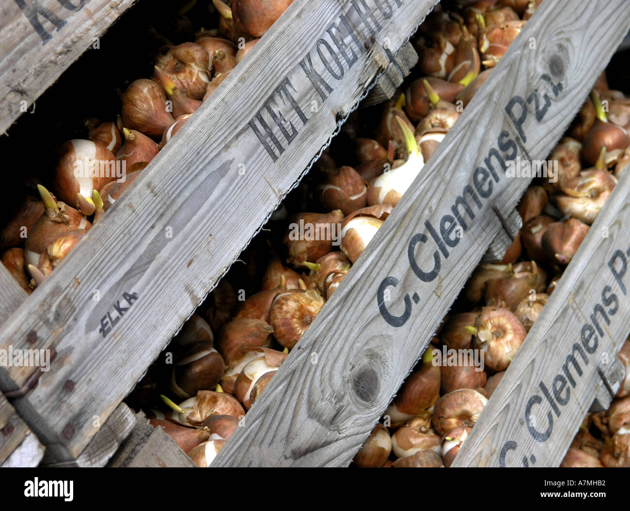 dutch bulbs stacked in boxes Stock Photo Alamy