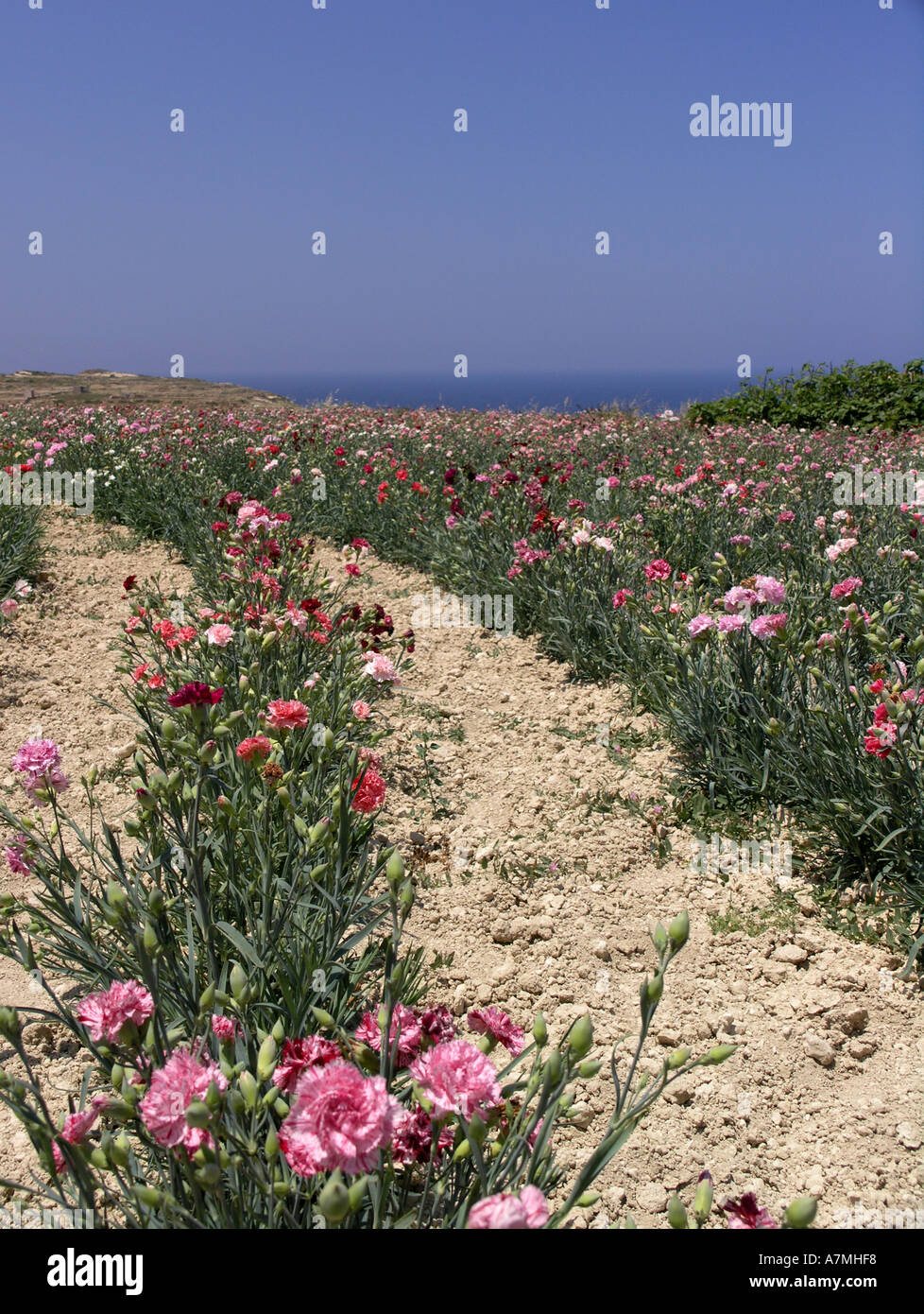 Carnations growing in a mediterranean field Stock Photo