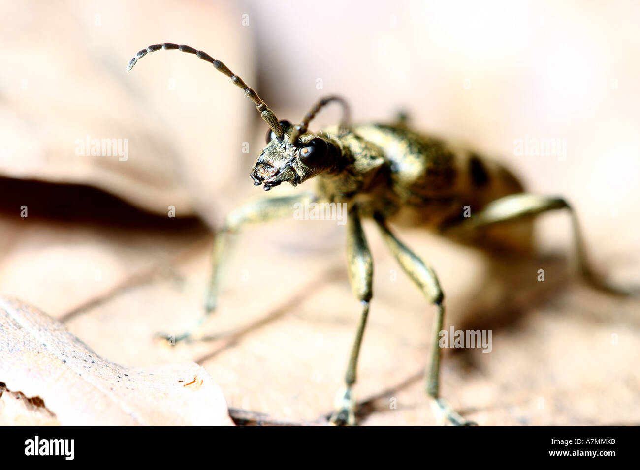 Borer on the leafs. Stock Photo