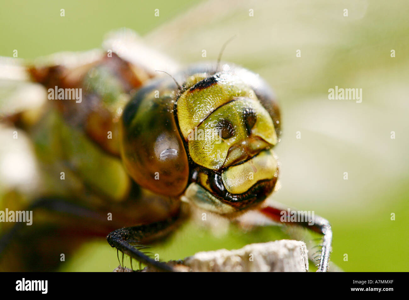 Dragonfly in the wild. Stock Photo