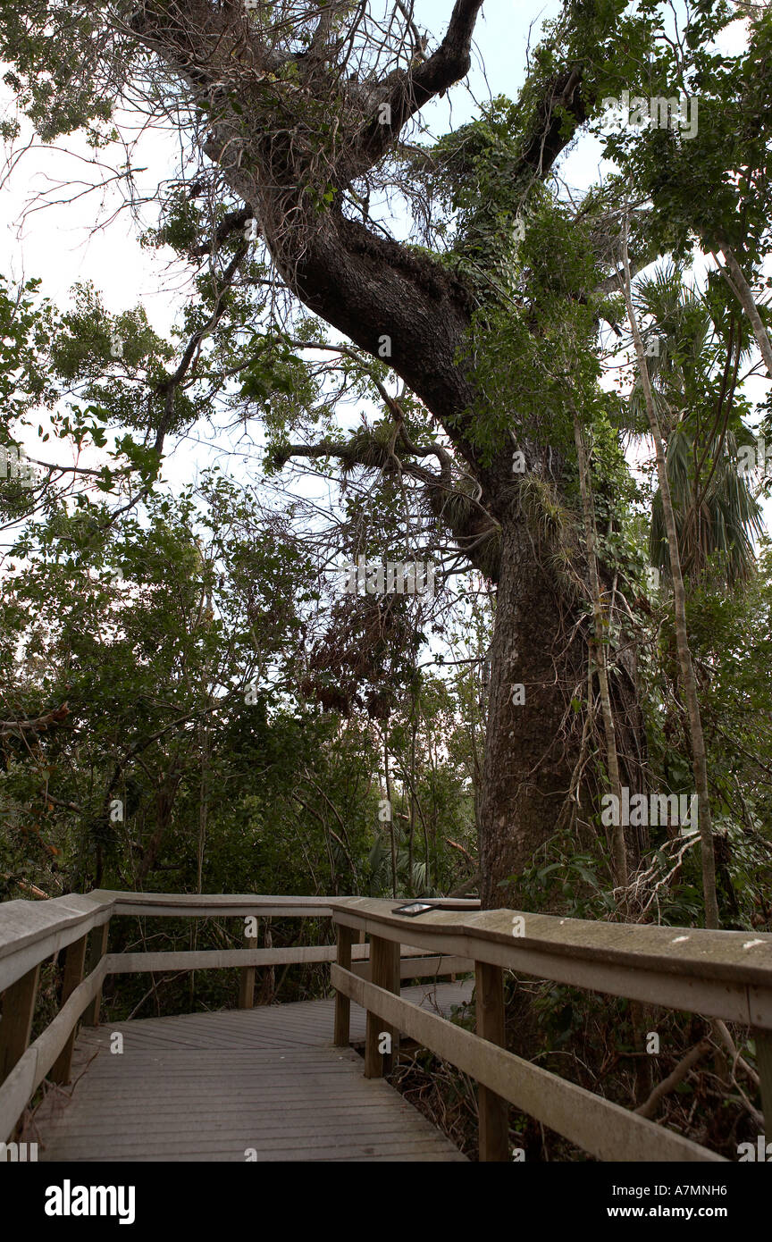 Claimed to be the oldest mahogany tree everglades state national park florida united states usa Stock Photo