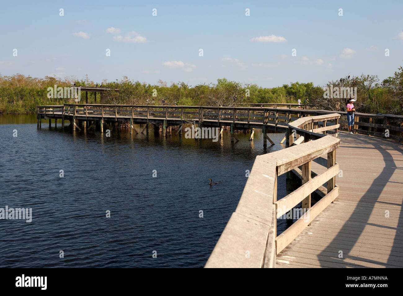 Anhinga trail boardwalk everglades state national park taken in the early evening florida united states usa Stock Photo