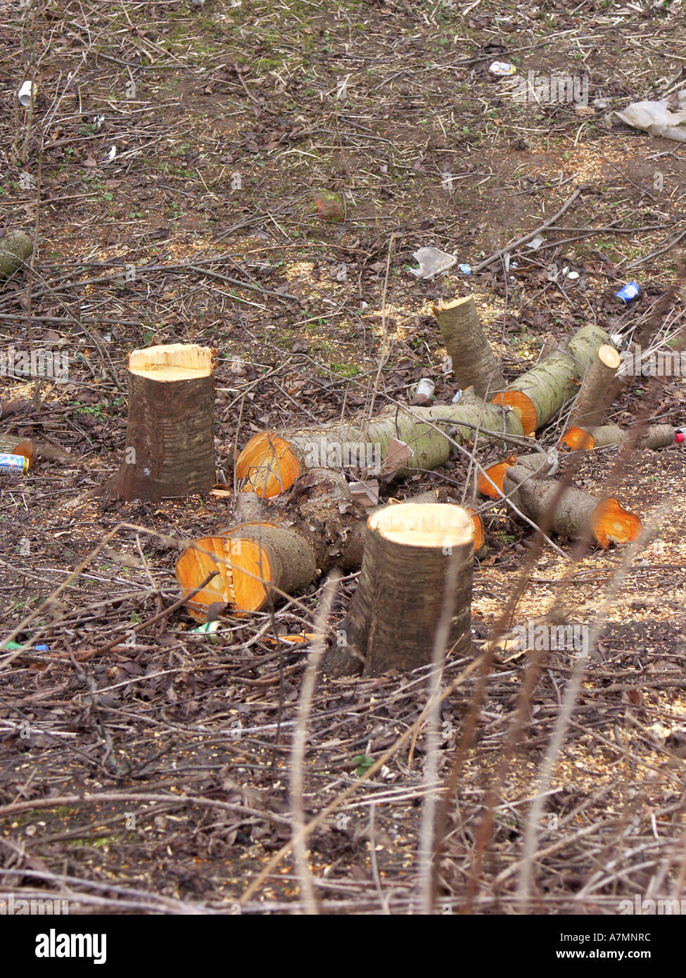 Freshly sawn off small trees and stumps. Logs lying around on the ground in the Midlands UK. Site preparation for widening railway lines Stock Photo