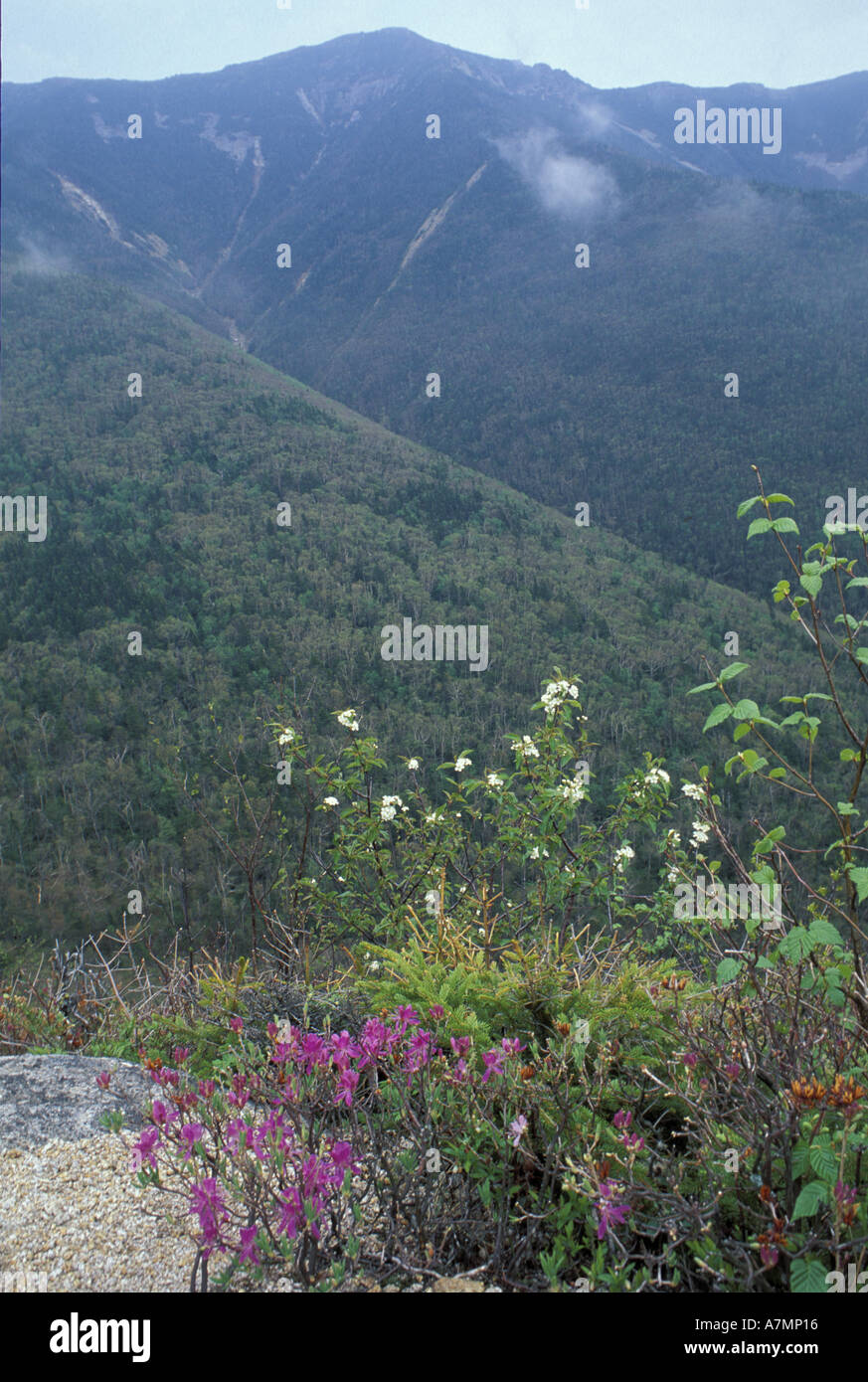 North America, US, NH, Mt. Lafayette. White Mountains N.F. Rhodora ...