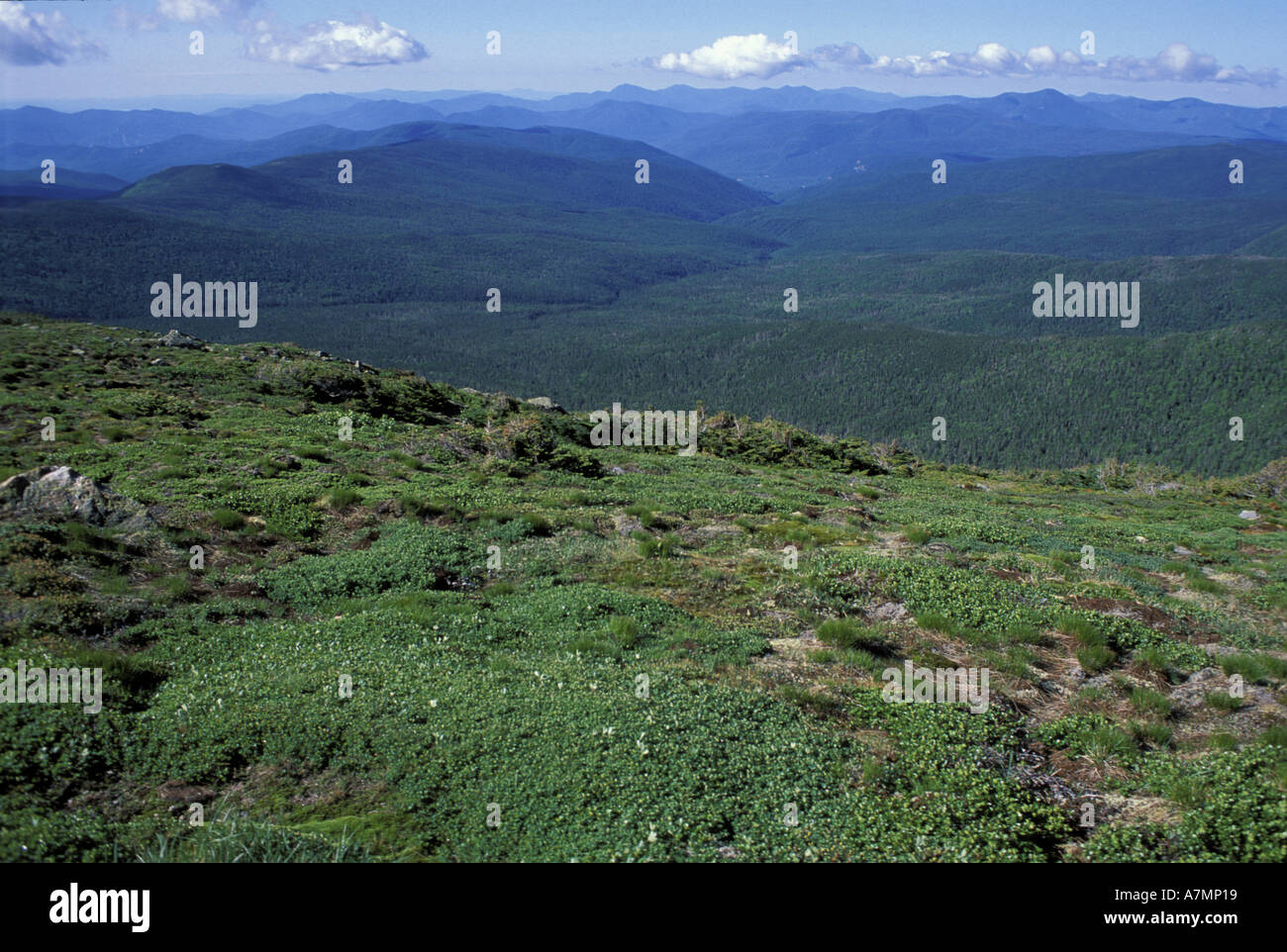 North America, US, NH, Crawford Path. Appalachian Trail. View into Presidential Range Dry