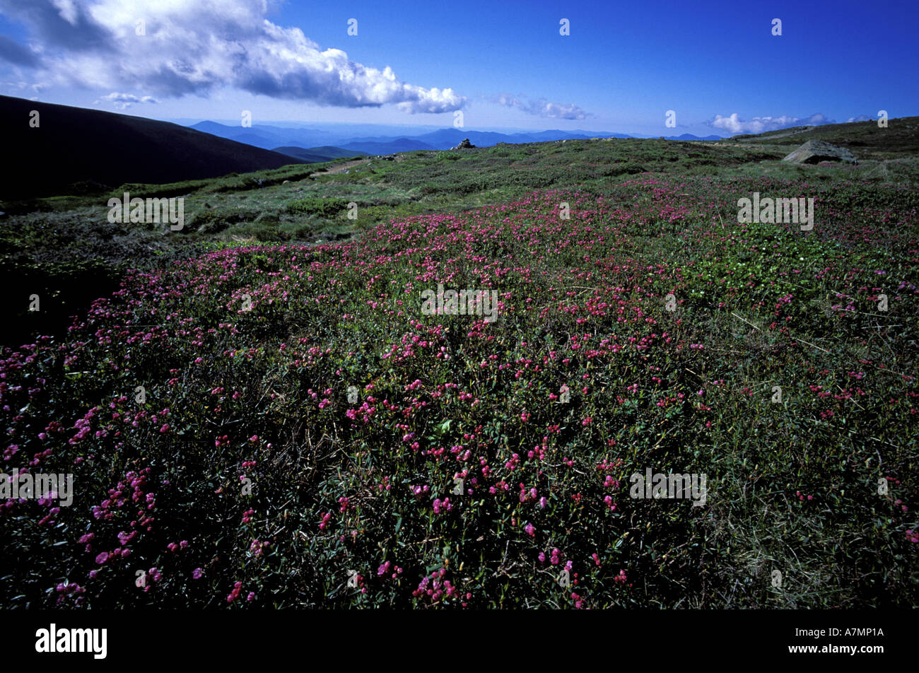 US, NH, Southern Presidentials. Appalachian Trail, pale laurel (kalmia