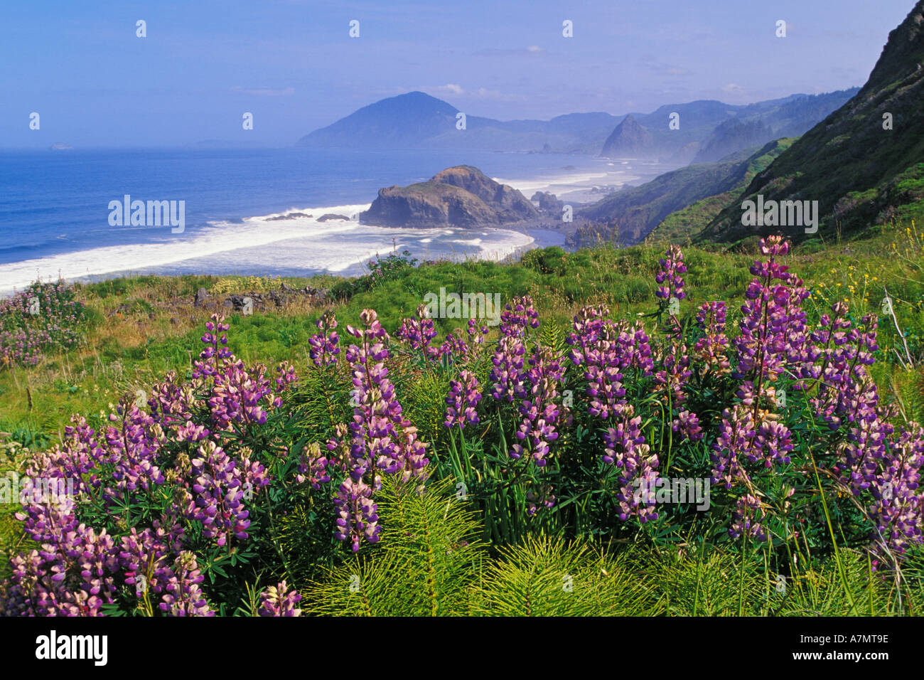 Lupine flowers and rugged coastline along southern Oregon Stock Photo