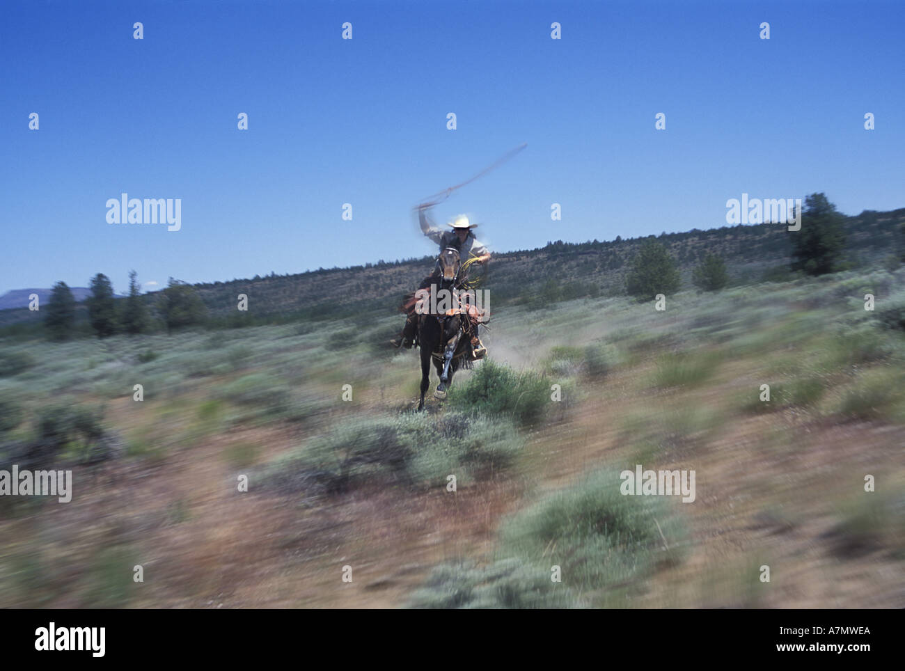 Cowgirl with lasso riding towards viewer in motion blur in sage brush country of Central Oregon. (MR) Stock Photo