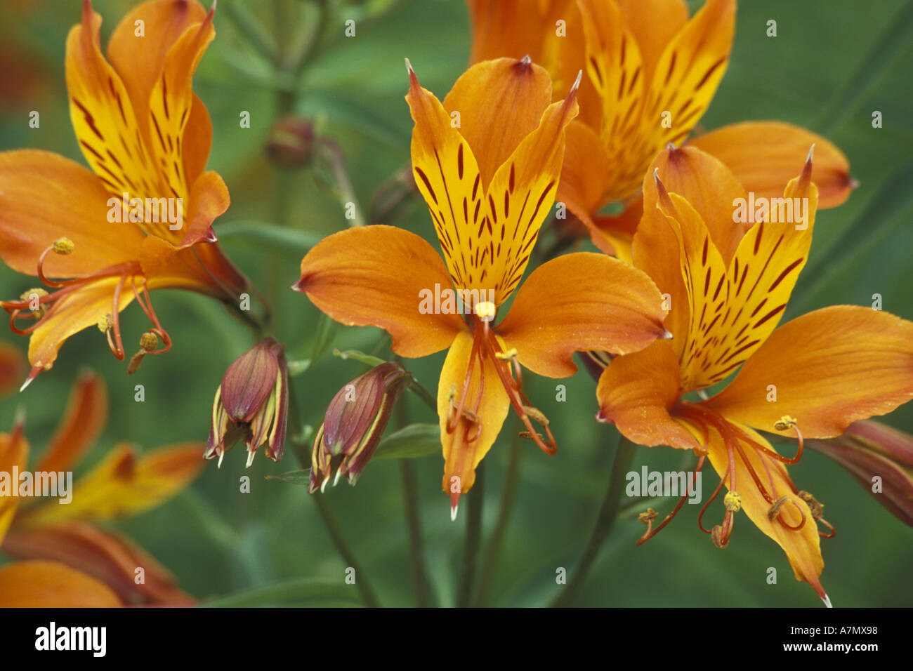 Orange Asiatic lily flower foliage and buds isolated against white Stock  Photo - Alamy