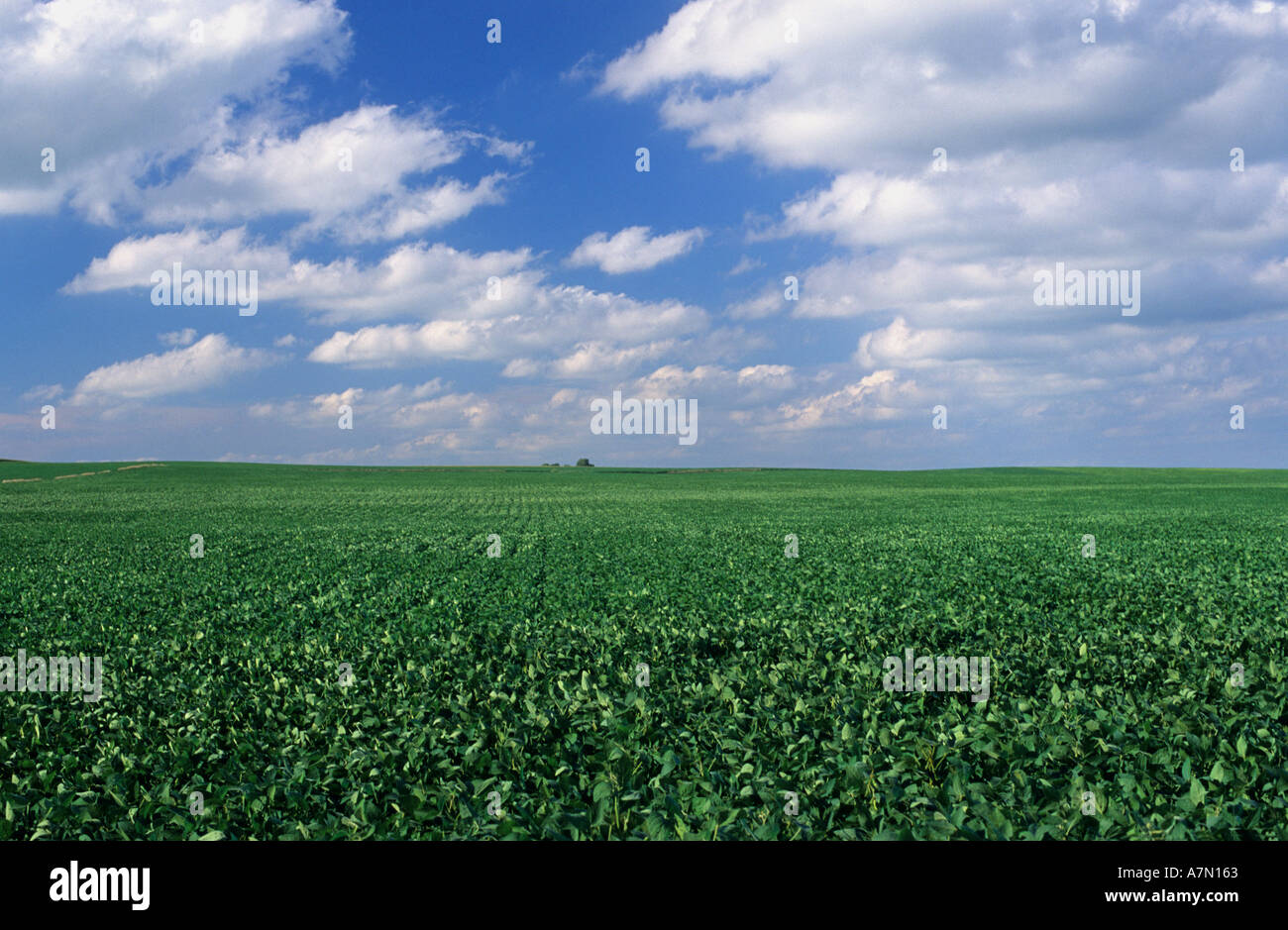 Bean field minnesota hires stock photography and images Alamy