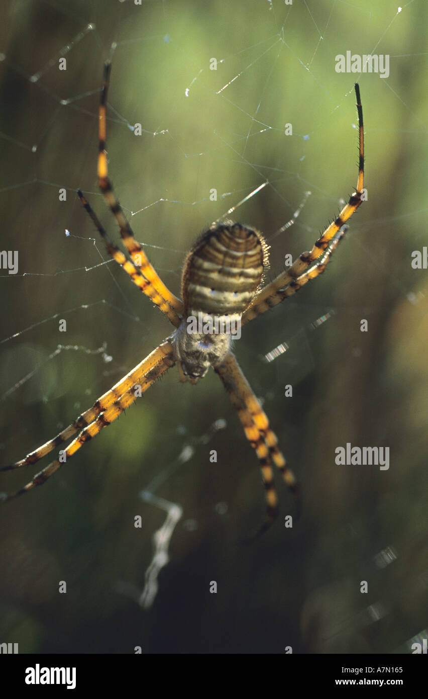 Garden Spider in a web Stock Photo - Alamy