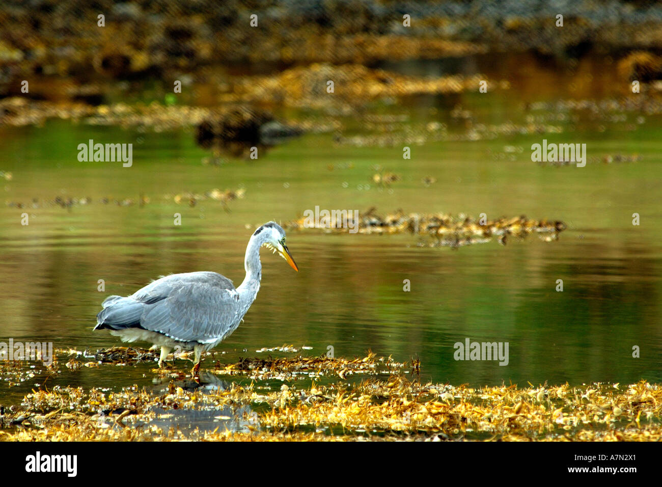 Nice clear highly saturated image of Grey Heron wading in shallow water hunting for prey Stock Photo