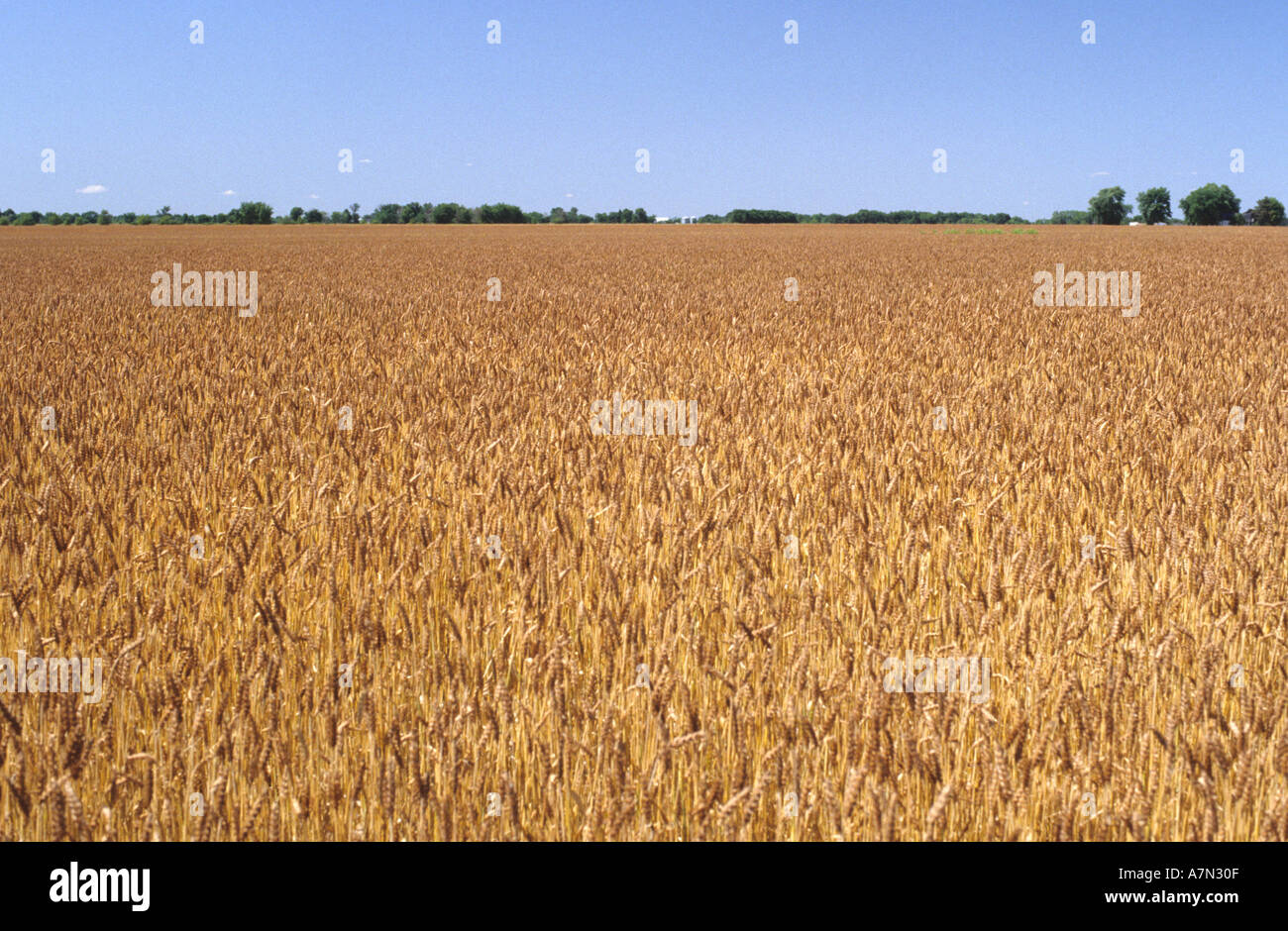 Wheat field  Stock Photo