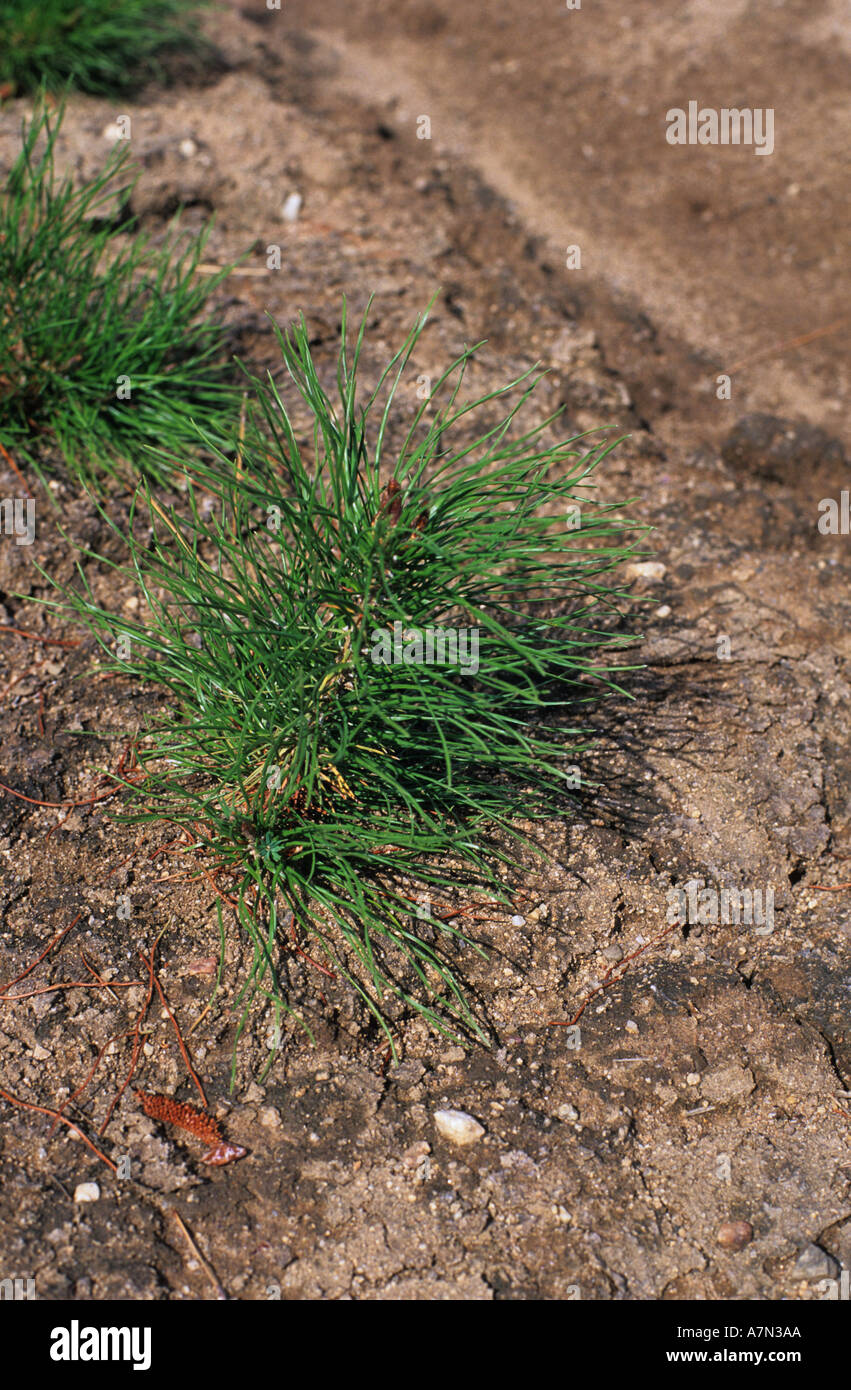 Lodgepole pine seedling hires stock photography and images Alamy