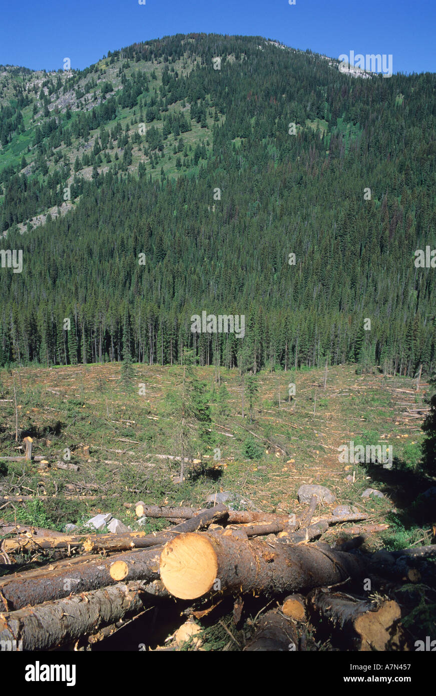 A clear cut forest near McCall Idaho  Stock Photo