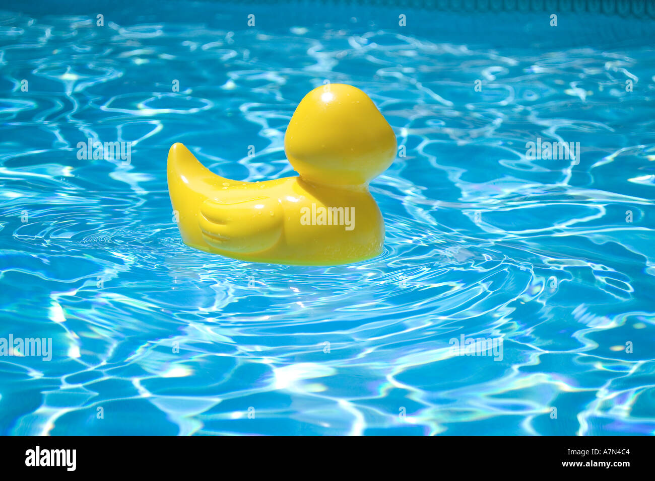 Rubber duck in pool Stock Photo Alamy