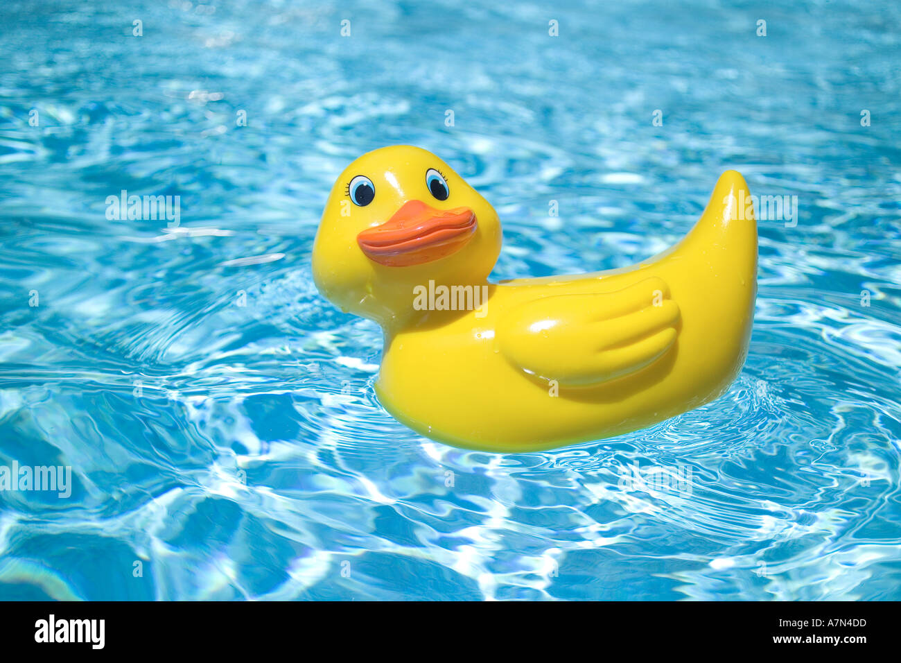 Rubber duck in pool hi-res stock photography and images - Alamy