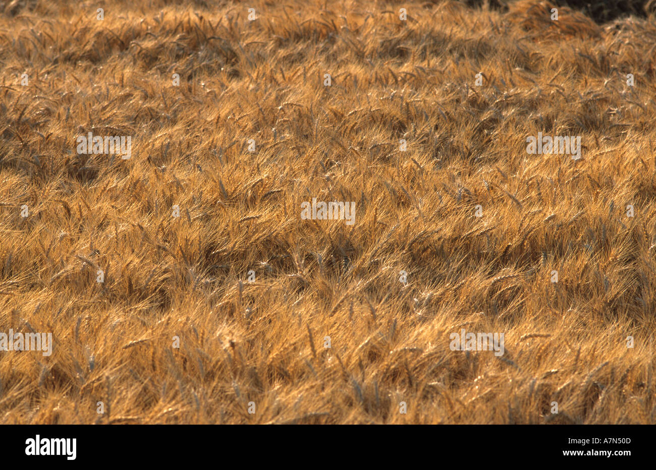 Wheat field in Idaho  Stock Photo
