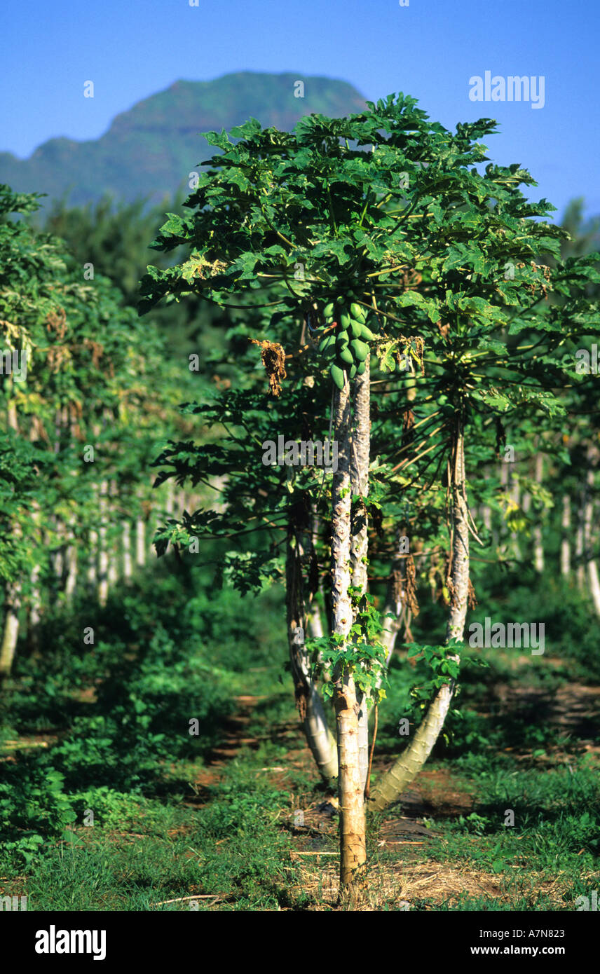 Papayas growing on a tree in Hawaii Stock Photo Alamy