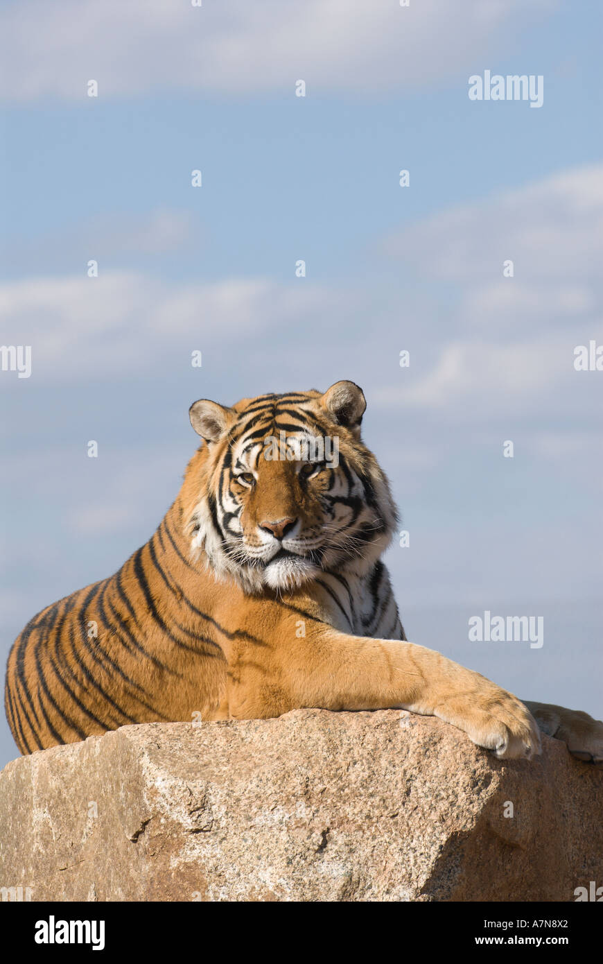 Bengal Tiger at Out of Africa Wildlife Park in Arizona Stock Photo Alamy