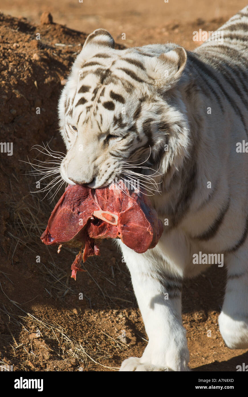 White Bengal Tiger with Meat in Mouth at Out of Africa Wildlife Park in  Arizona Stock Photo - Alamy