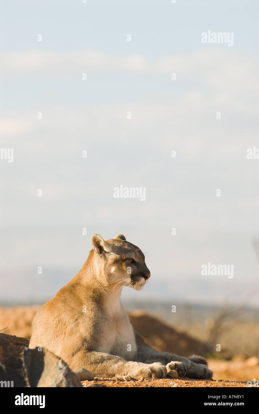 Captive Mountain Lion at Out of Africa Wildlife Park in Camp Verde, Arizona Stock Photo Alamy
