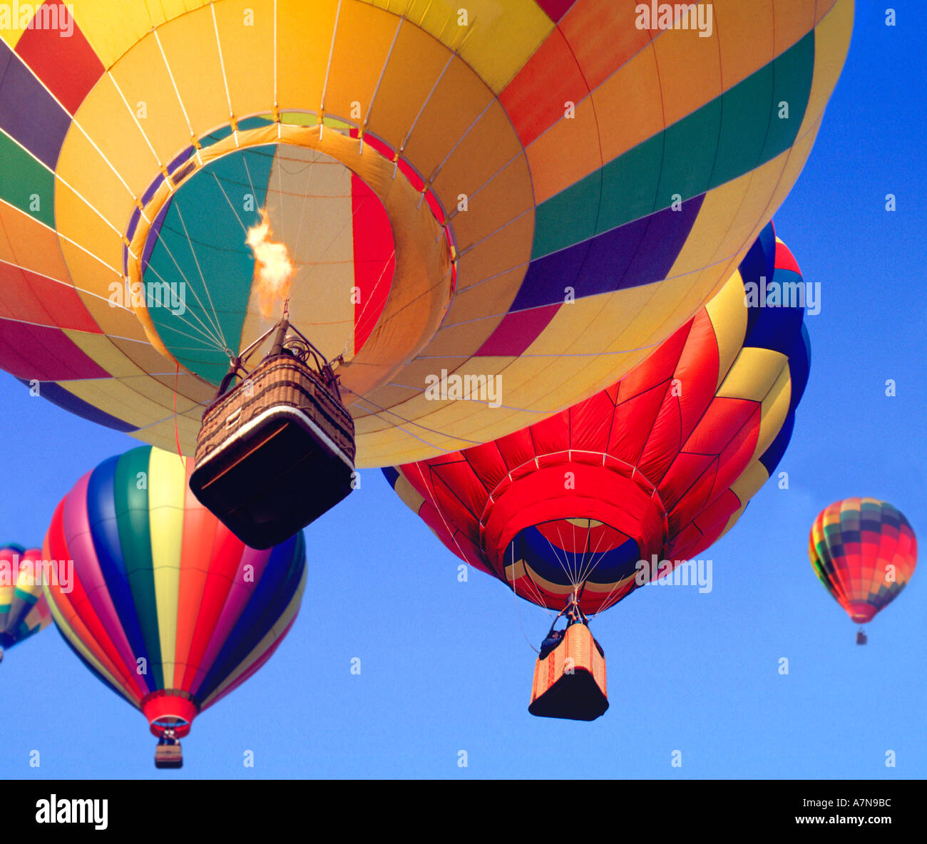 Five colorful hot air balloons rise majestically skyward into the cloudless  blue sky Stock Photo - Alamy