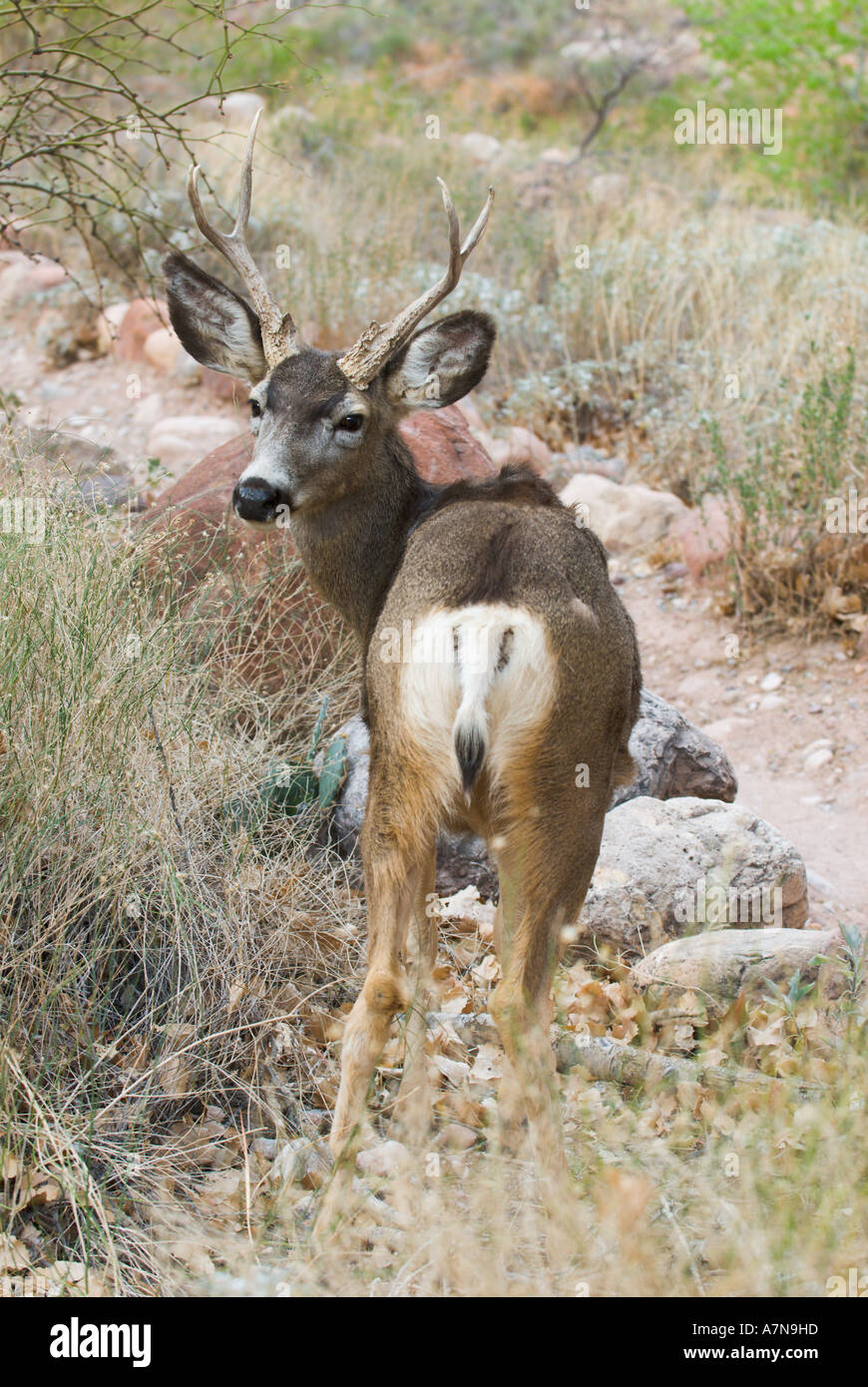 Mule Deer buck at Phantom Ranch in the Grand Canyon Stock Photo