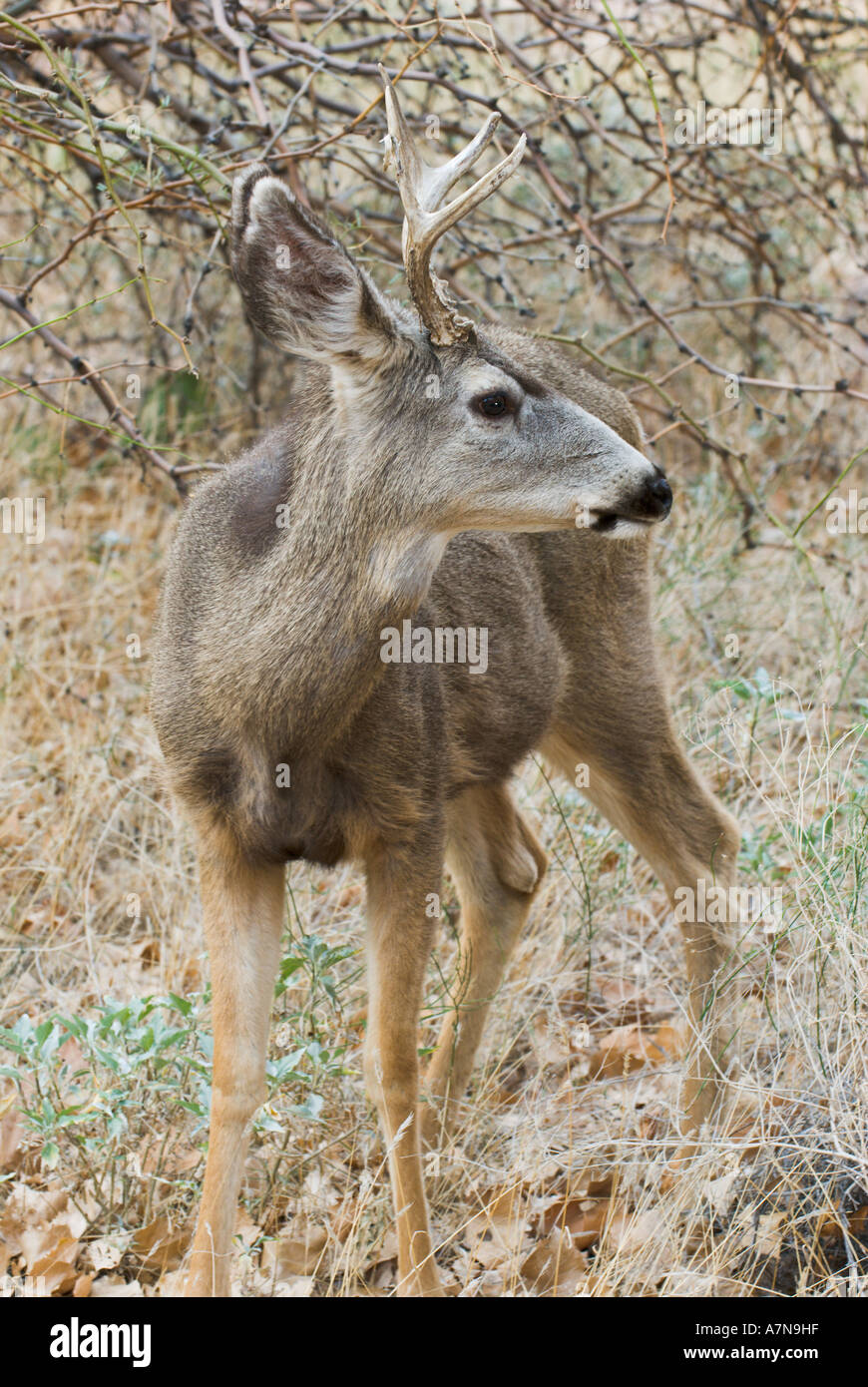 Mule Deer buck at Phantom Ranch in the Grand Canyon Stock Photo - Alamy