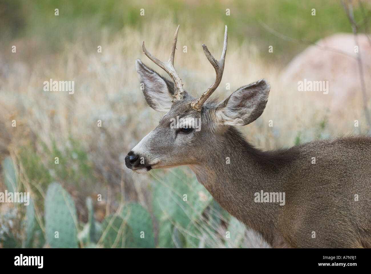 Mule Deer buck at Phantom Ranch in the Grand Canyon Stock Photo
