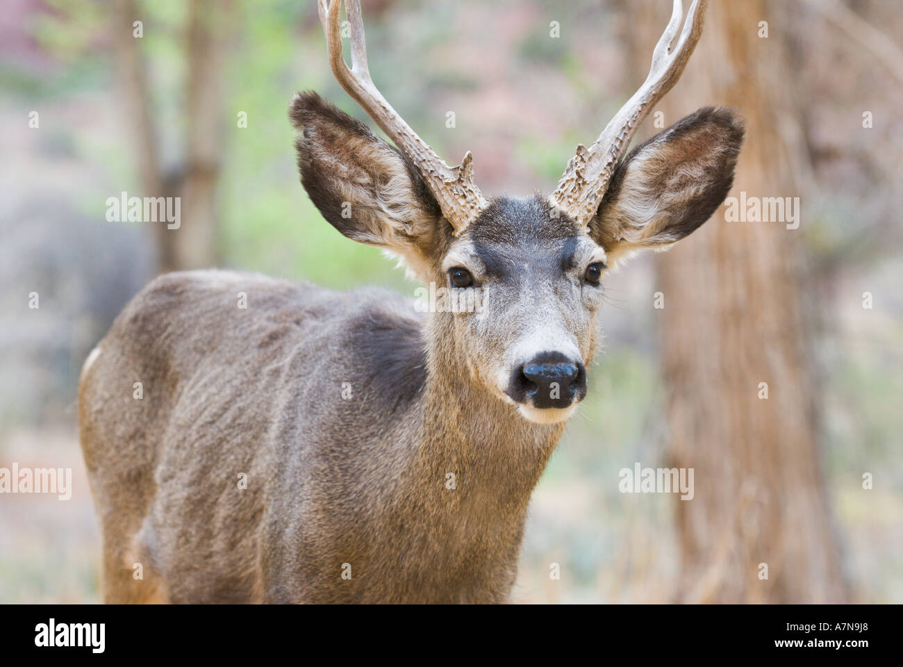 Mule Deer buck at Phantom Ranch in the Grand Canyon Stock Photo