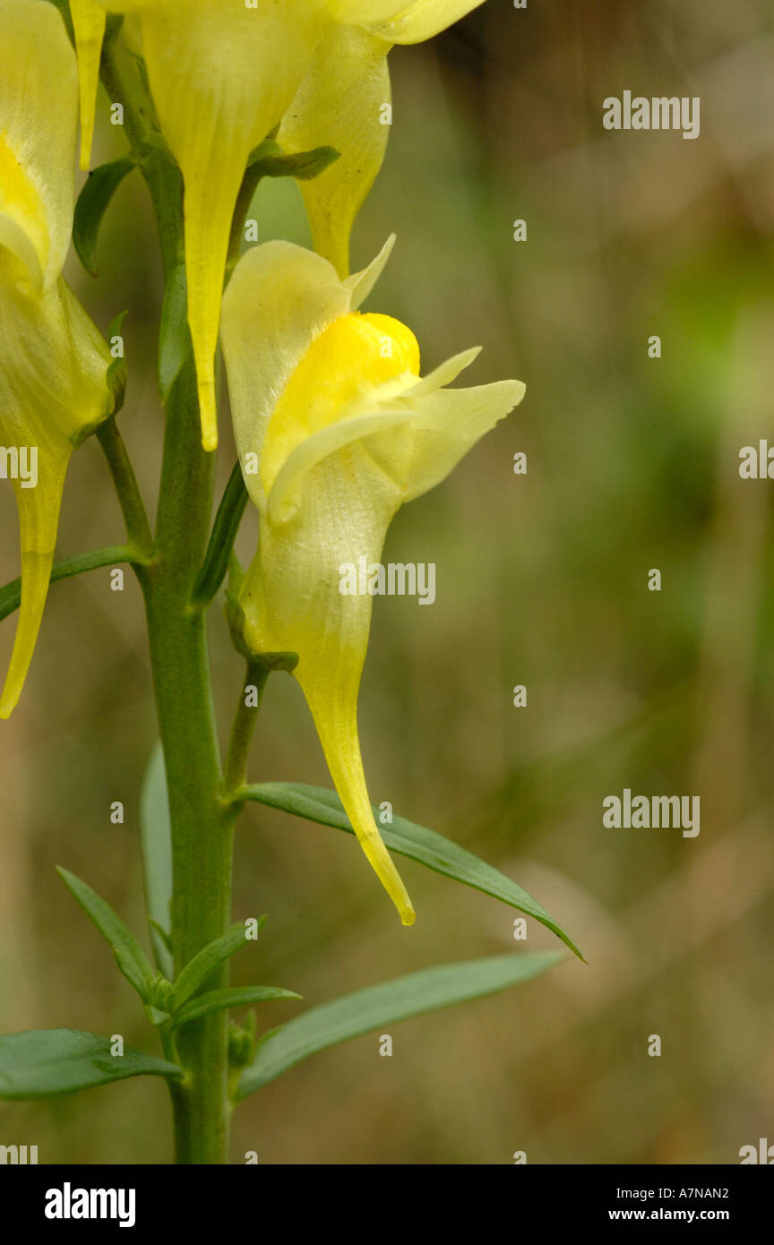 Common Toadflax, linaria vulgaris Stock Photo