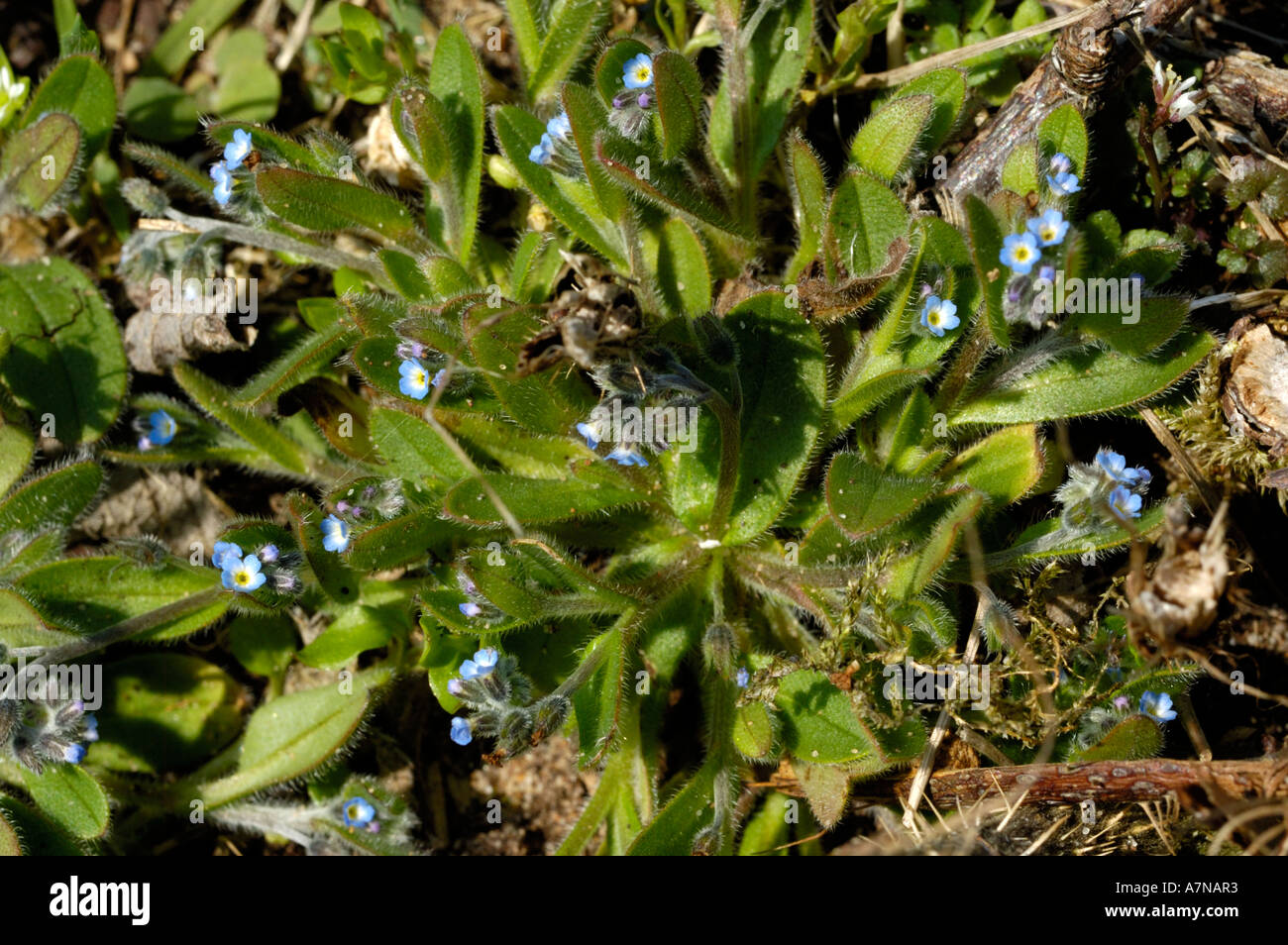 Early Forget-me-not, Myosotis ramosissima Stock Photo