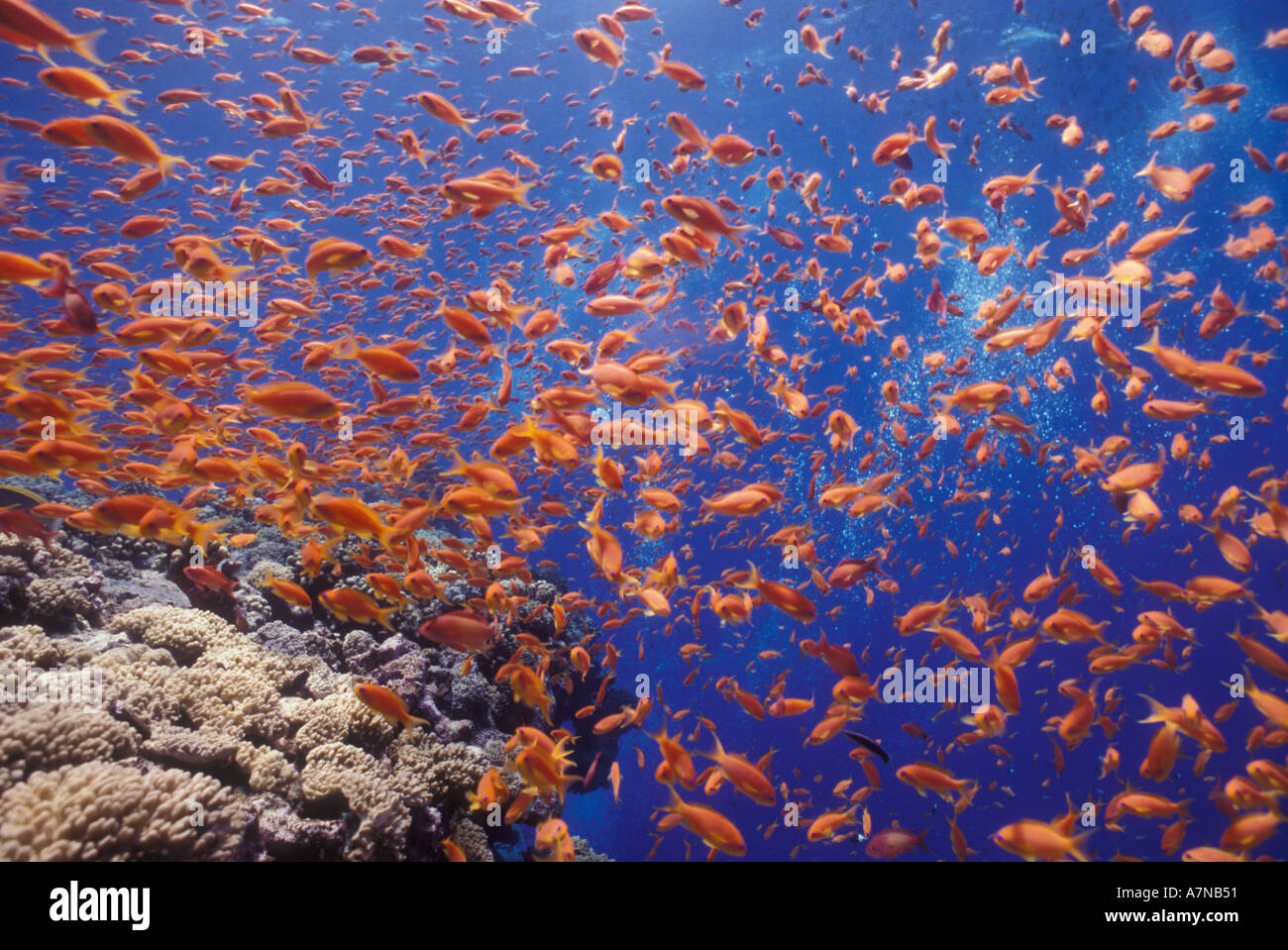 Underwater view of a school of orange colored Anthis fish in the Red