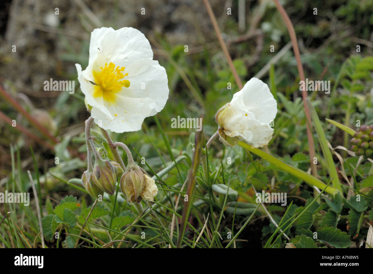 White Rock-rose, Helianthemum apenninum, Brean Down, Somerset. Stock Photo