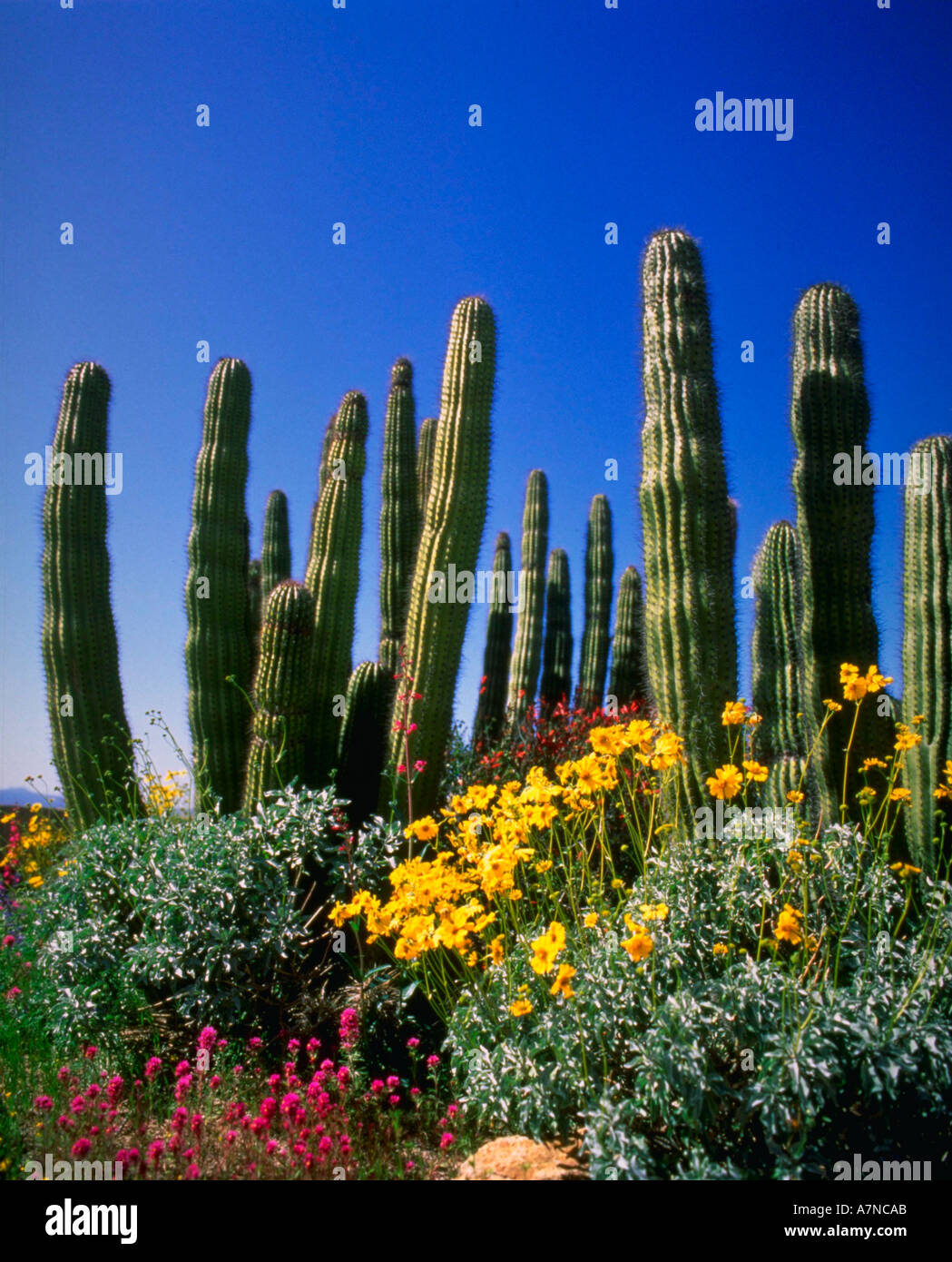 Spring flowers in desert AZ Stock Photo Alamy