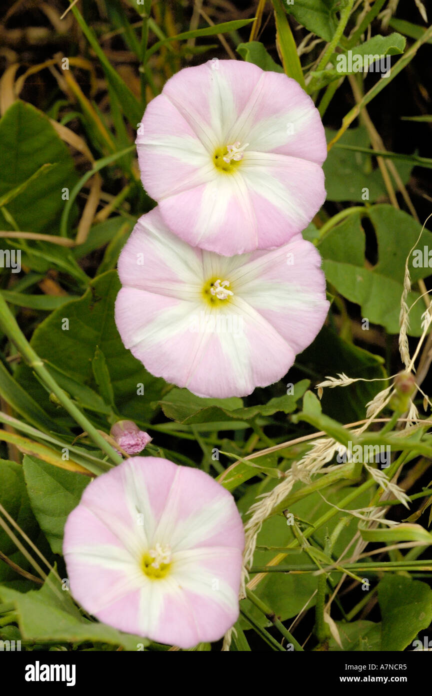 Field Bindweed, Convolvulus arvensis Stock Photo Alamy