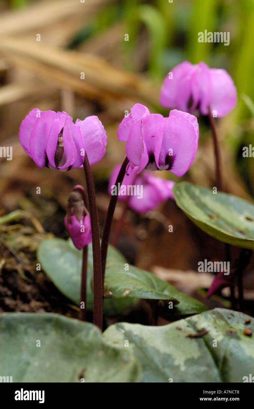 Sowbread hi-res stock photography and images - Alamy